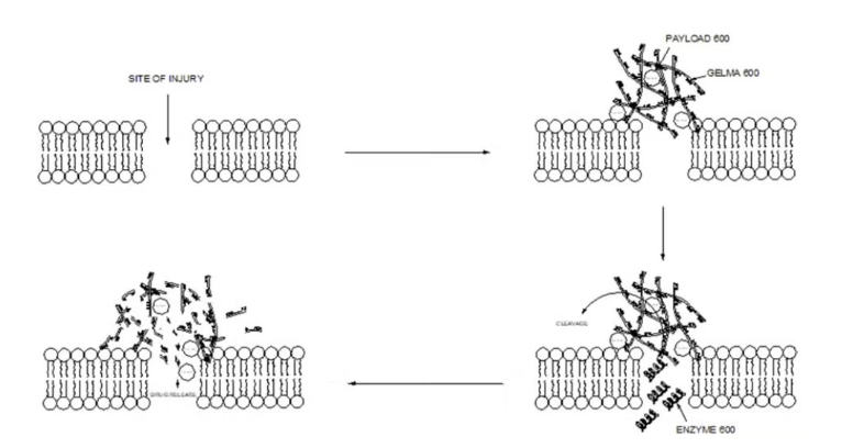Enzyme degradable gelatin hydrogel for drug delivery in wound healing