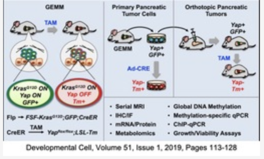 YAP/SOX2 inhibitors for cancer treatment and prevention