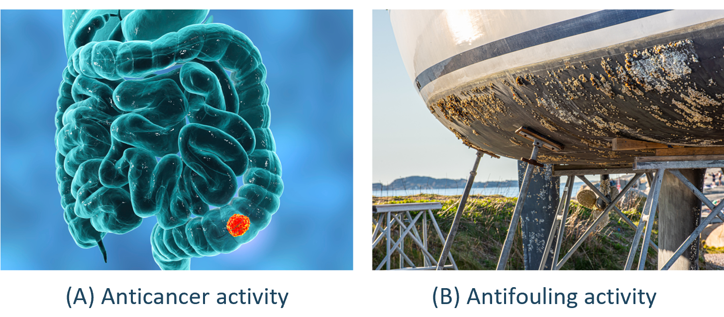 Cyanobacterial bioactive compounds for Anticancer and Antifouling activity
