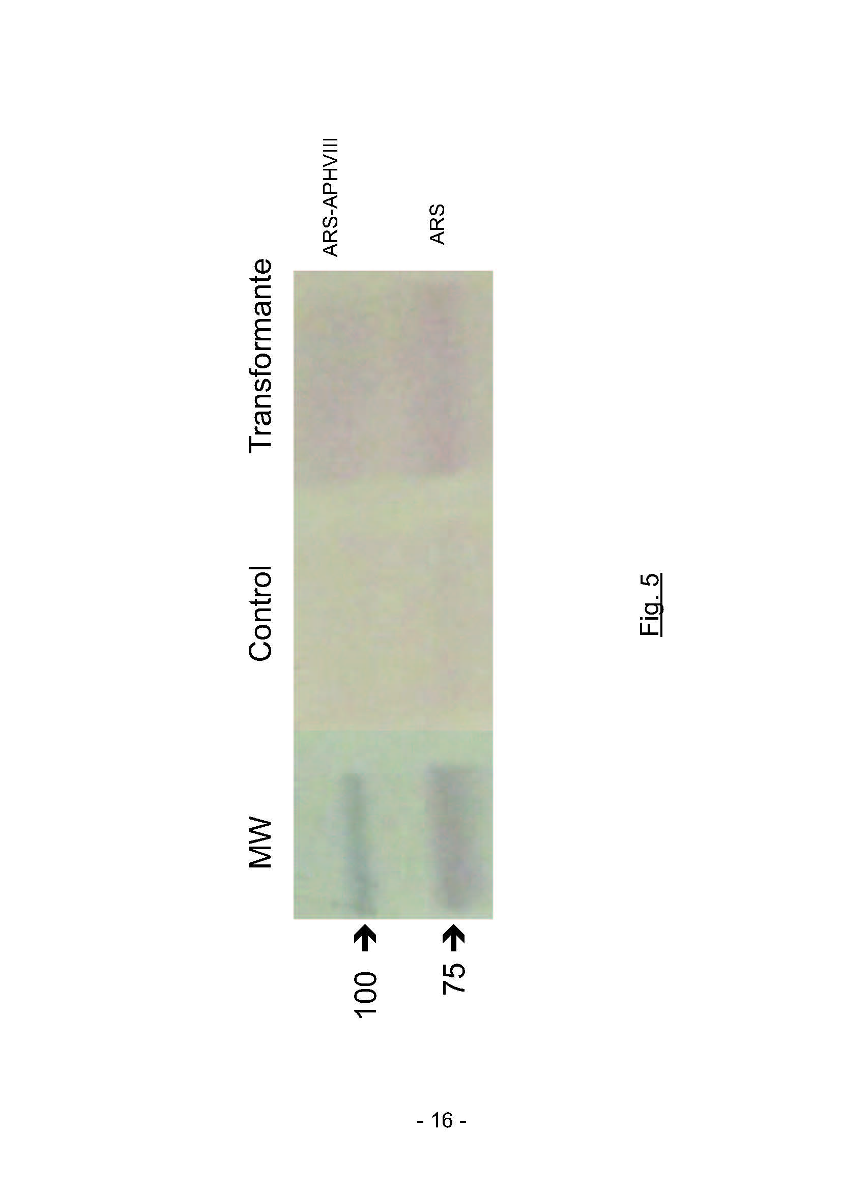 New plasmid and strategy for expression of exogenous proteins in eukaryotic microalgae by translational fusion with a selectable m[…]