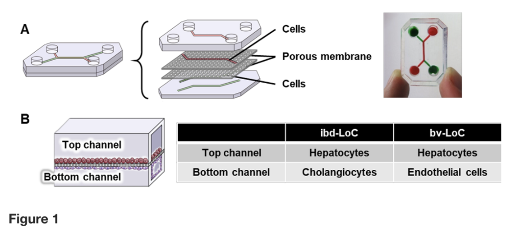 Liver-on-a-chip for Disease Modeling and Drug Screening