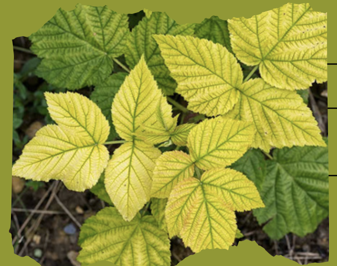 Rich Fertilize in Siderophore, that allows to cure iron chlorosis