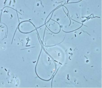 Flexibacter-Microbialtec Research