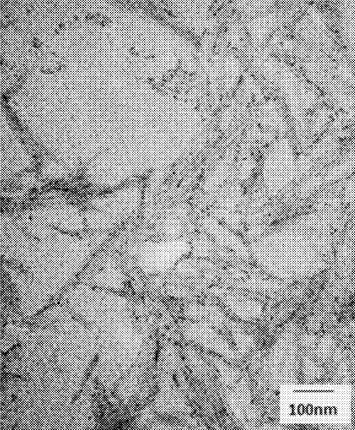 Conductive cellulose nanocrystals